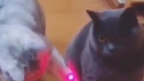A cat playing with a laser