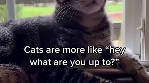 Cats can be so relatable
