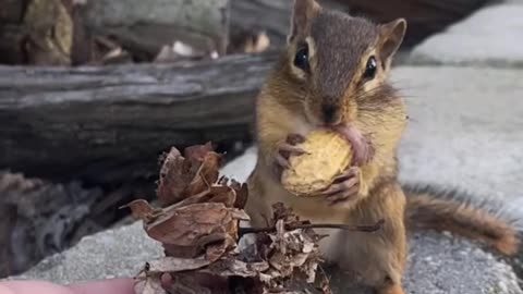Chipmunk never forego peanuts and tasty nuts
