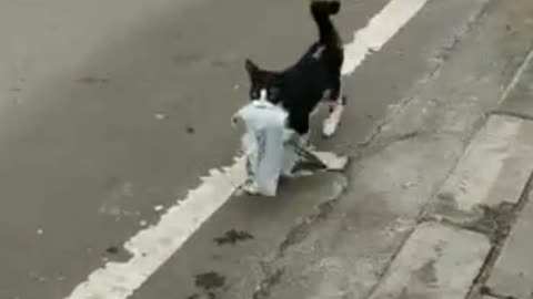 Cat Carrying Bra With Her Mouth