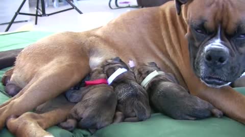 Amazing Puppy Birth (Part 3)