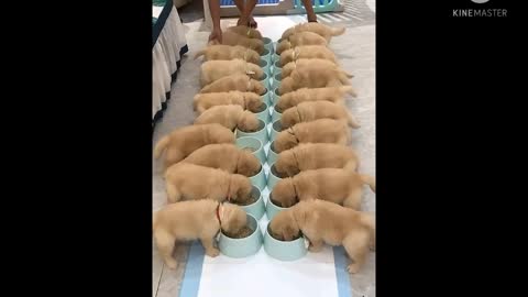 Golden retriever puppies enjoy their meal.