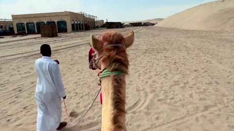 Drift through the golden dunes on a desert safari 🤩