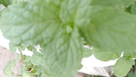 Mint at Garden