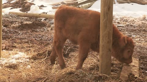While videoing this cute Highland calf, I heard something behind me.