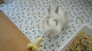 Bunny eating a banana