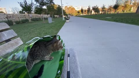 Stray Cat Climbs into Person's Bag