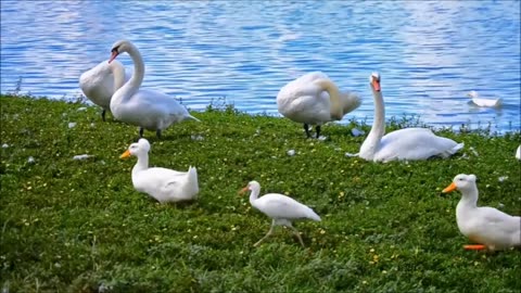 Beutiful Bird seeting in river side