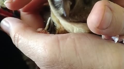 Jesse the shy Sugar Glider