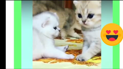 Cute kitten meowing | funny & cute cat