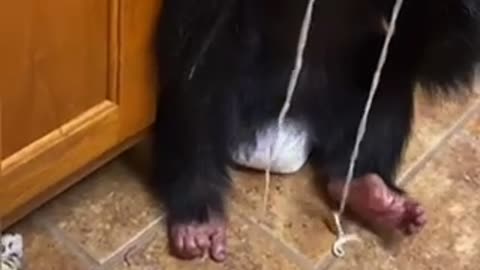 A monkey eats spaghetti