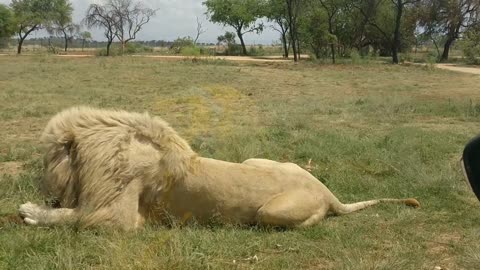 Lion got his treat before Halloween Lion Safari Park South Africa