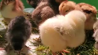 Spring Chicks!