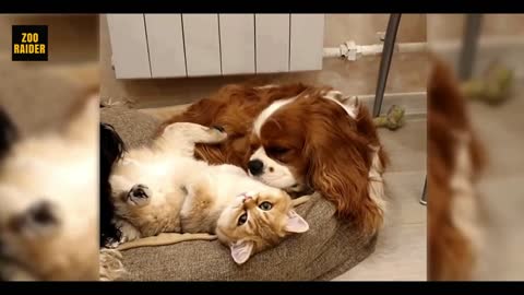 Cavalier Helps His New Sibling Kitten Lick Its Fur