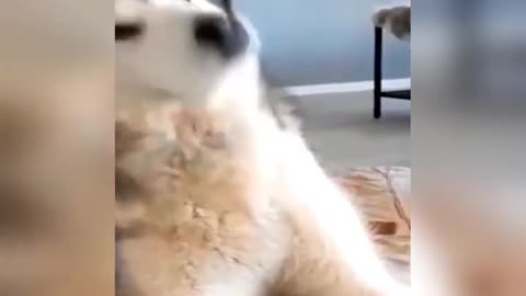 funny husky singing 'if you happy know it claps your hand' with her owner