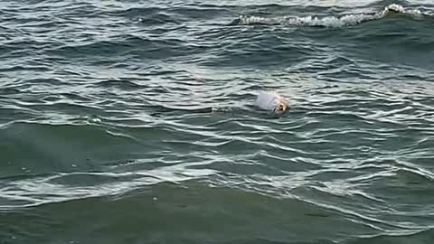 Woman Attempts to Rescue an Inflated Puffer Fish