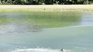 Barefoot Waterskier Hangs From Low Flying Helicopter