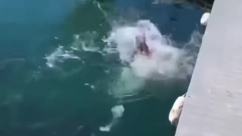 Look at the power of that fish ! Incredible
