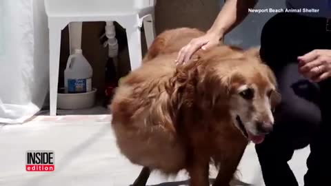 Abandoned Dog With 46-Pound Tumor Gets Life-Saving Surgery