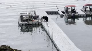 Bear Tries to Take Bucket From Boat
