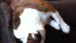 Bulldog ronca hasta caerse del sofá