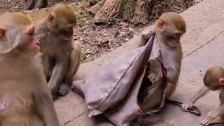 Playful monkey