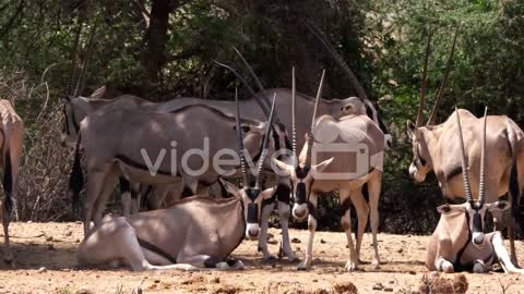 Beisa Oryx, oryx beisa, Group of Adults, Samburu Park in Kenya, real Time 4K