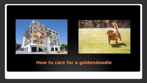 What's a Goldendoodle?