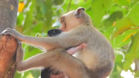 Newborn baby monkey Jazzy is crying and looking for mom