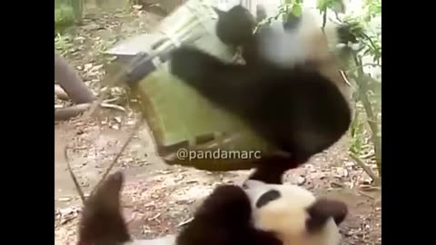 Cute Animals - Cute Baby Panda Videos Compilation #1