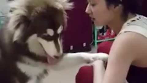Chế video hài - Thánh chế Video Hài Với Chó Cực Vui.