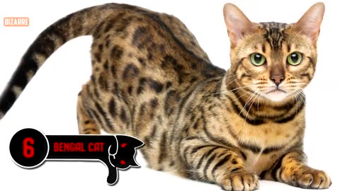 10 Most Dangerous Cat Breeds in the world