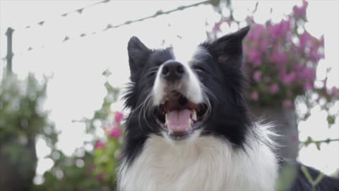 Border Collie Dog Panting