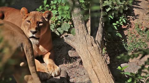 lion sitting with his wife🤩🤗