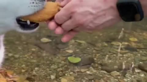 Doğada Çıtır Tavuk Lolipop 🍗 / Crispy Chicken lollipop in nature