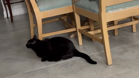 Adopting a Cat from a Shelter Vlog - Cute Precious Piper Guards the Dining Room Table and Dinner