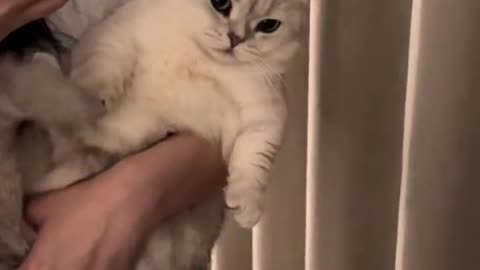 holding cute kitten