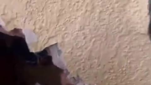 Woman Breaks Drywall To Rescue Kittens Trapped Behind