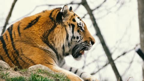 Animal tiger 4k Ultra HD HDR video