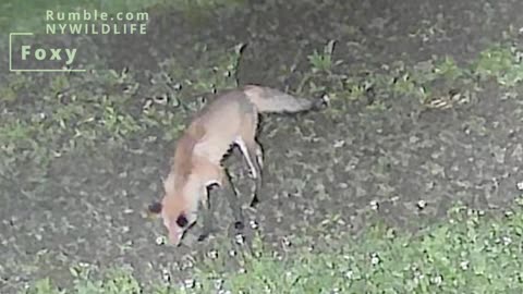 Fox Trail cam