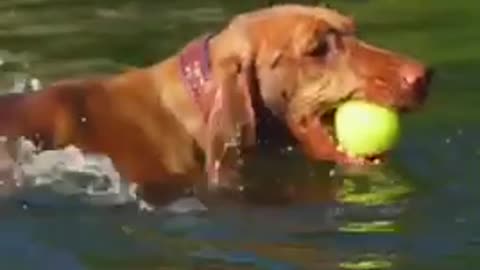 How do you keep your pets cool in summer? Watch this 🐕