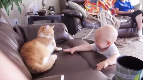 Babies Playing With Cats Funny Videos of Babies and Playful Cats