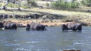 Buffalo Up Close