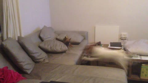 Chihuahua and Jack Russell race around the house