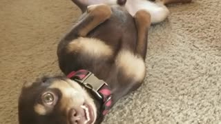 Cute puppy asks for belly rubs