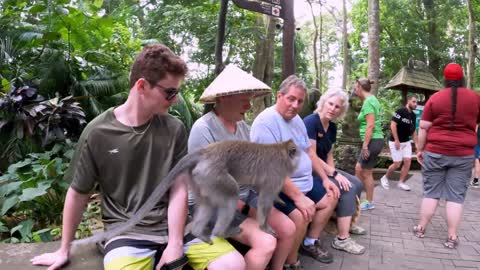 Monkey nonchalantly saunters across 4 tourists' laps in Indonesia