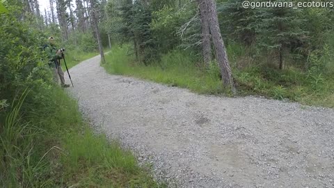 Close Encounter With Grizzly Bear Chasing Other Grizzly