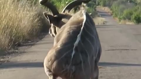 Lion Attack Kudu on the Road Lesser Kudu #shorts #safari #africa
