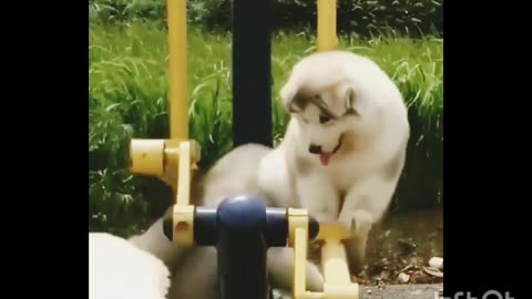 The puppies fell from the swing
