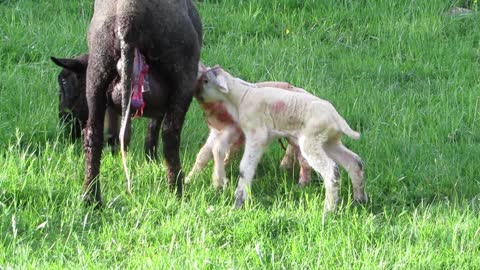 ولادة الخراف
